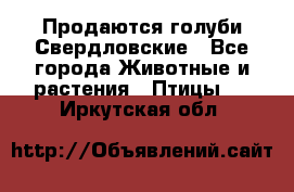 Продаются голуби Свердловские - Все города Животные и растения » Птицы   . Иркутская обл.